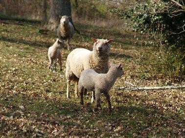 le-petit-logis-moutons