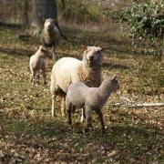 le-petit-logis-moutons